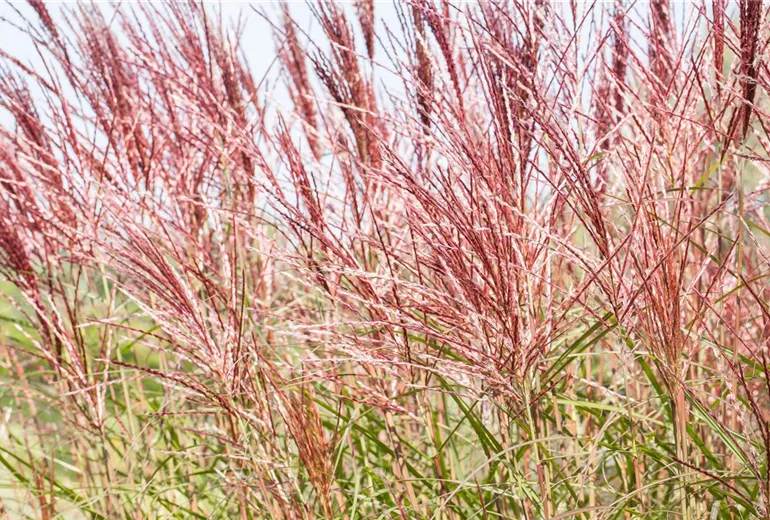 Miscanthus sinensis