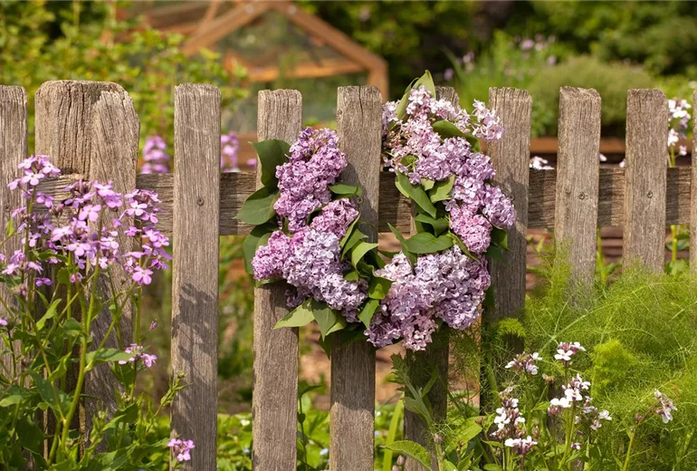 Fliederkranz am Zaun