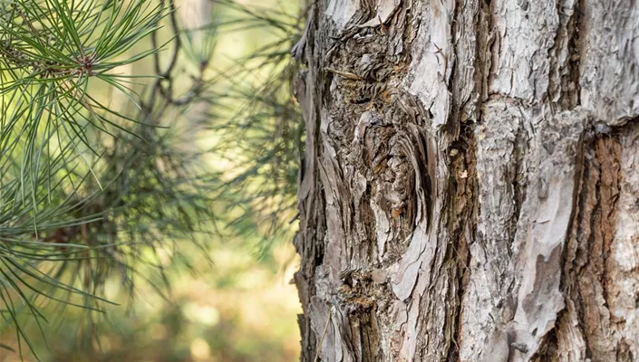 Baumrinde (GS593451.jpg)