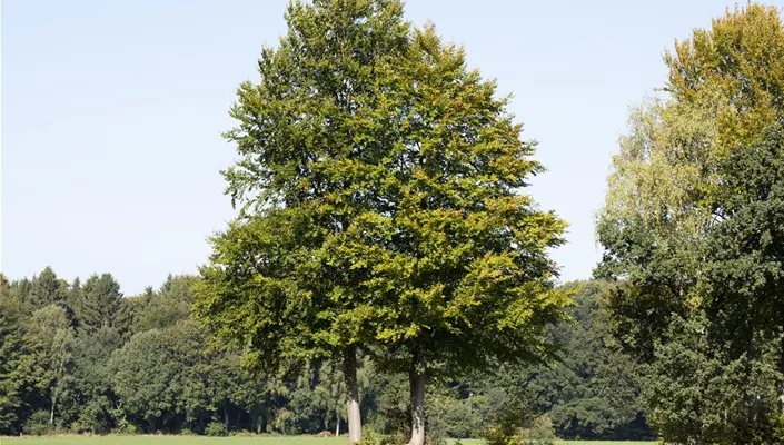 Freistehende Bäume (GS593472.jpg)