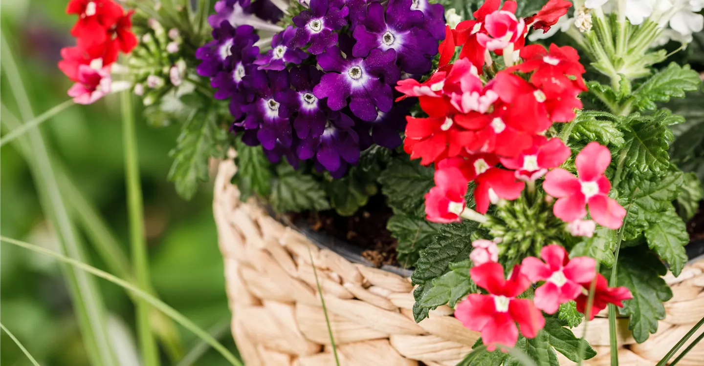 Verbena Hybride (GS582742.jpg)
