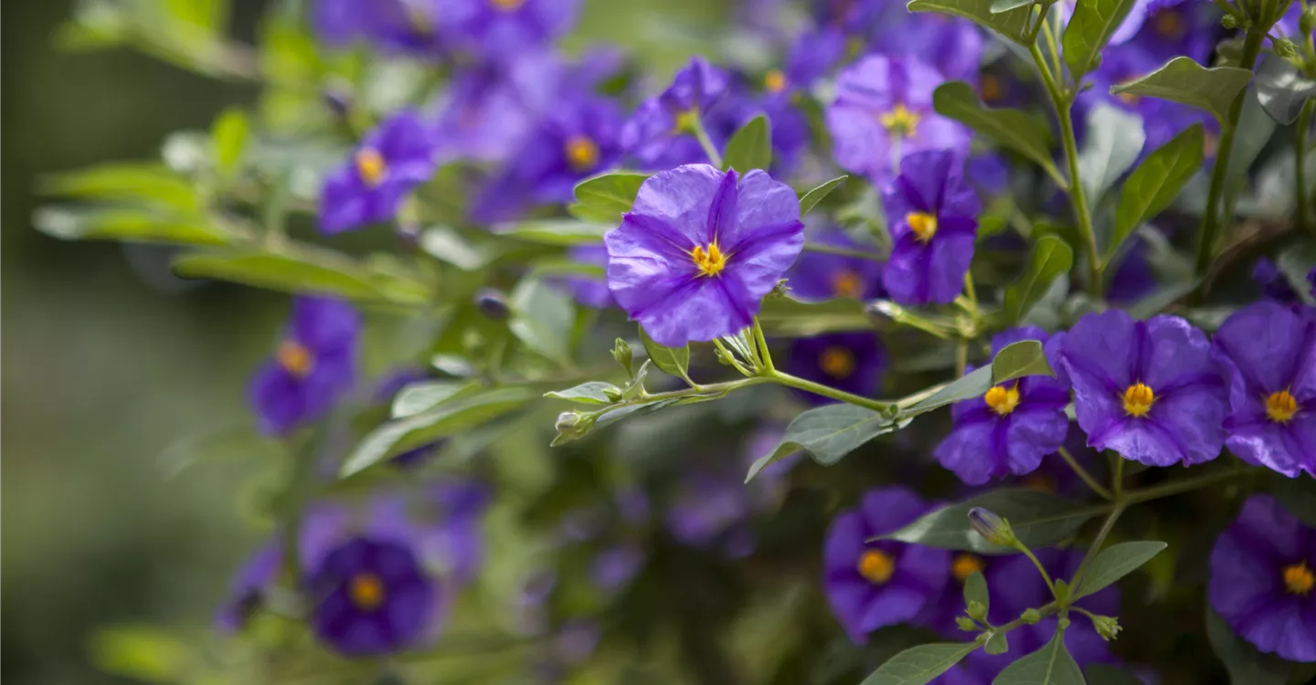 Solanum rantonnetii (GS425639.jpg)
