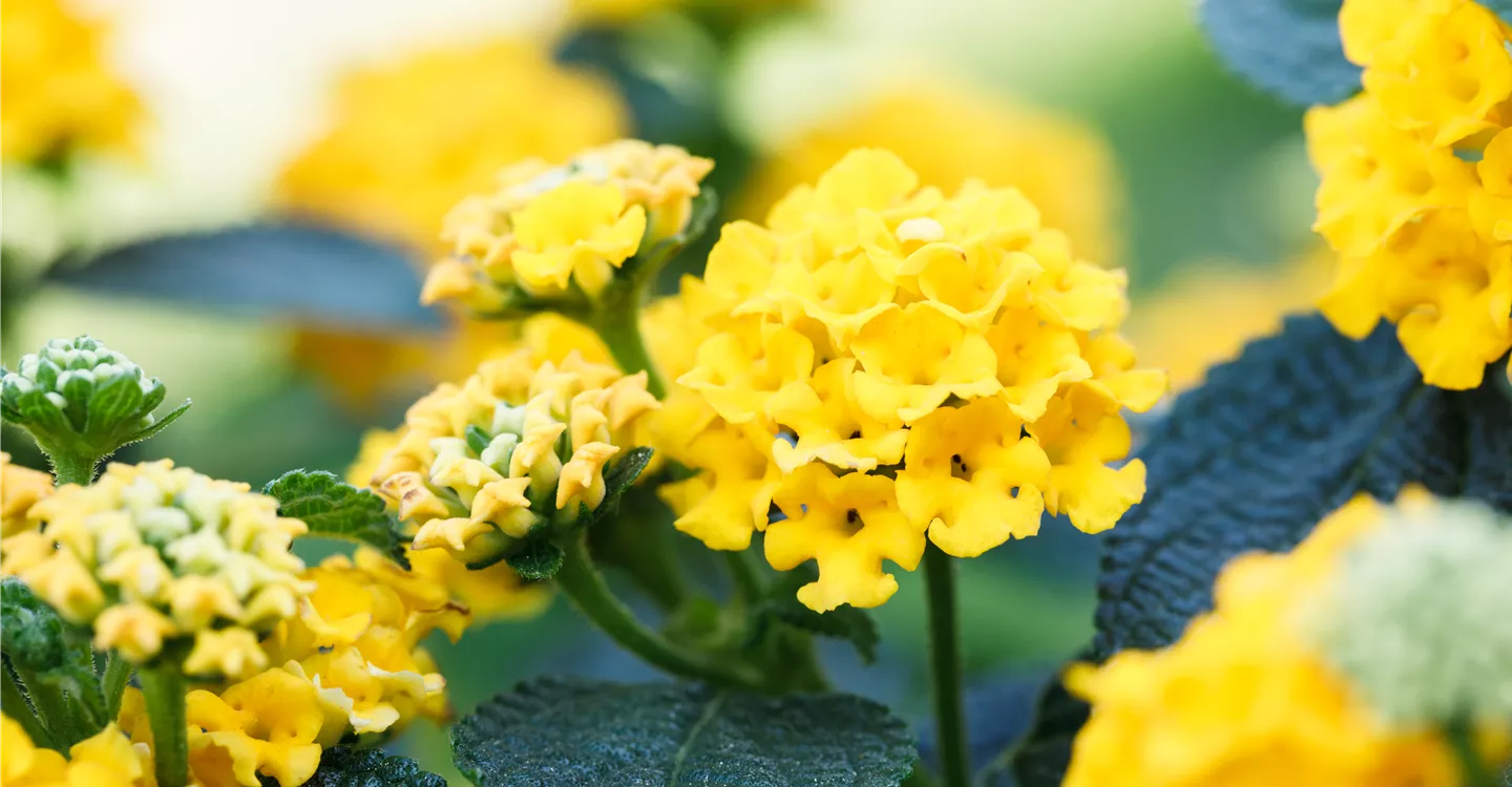 Lantana camara, gelb (GS582726.jpg)