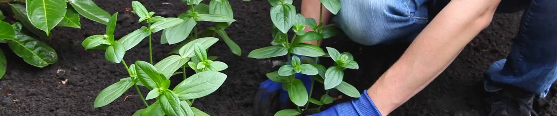 Zinnien - Einpflanzen im Garten (thumbnail).jpg