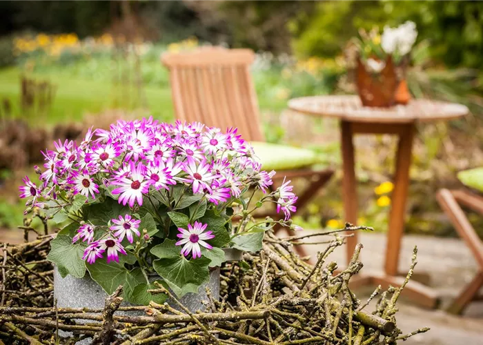 Von Traum zum Garten