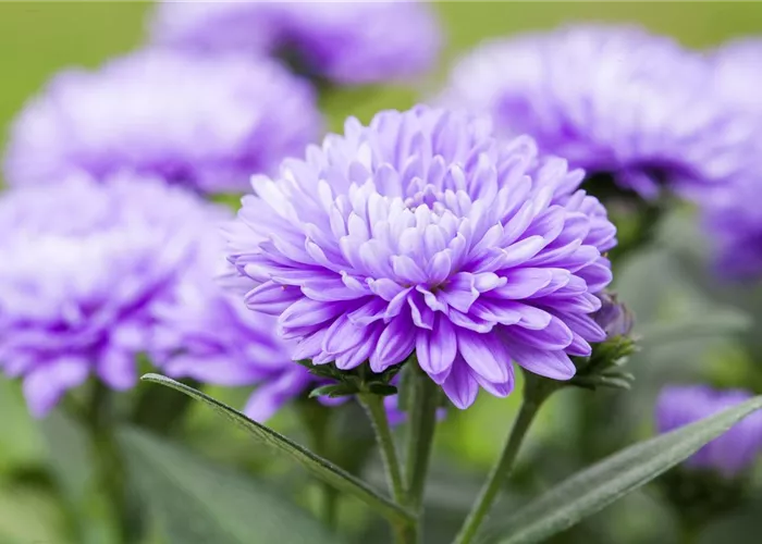 Garten im Klimawandel