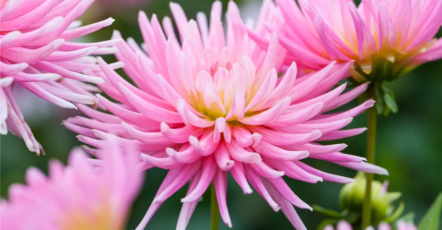 Dahlia x hortensis 'Park Princess' (GS531153.jpg)