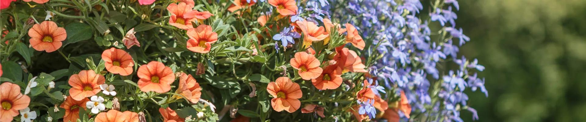 Ampelbepflanzung mit Petunien