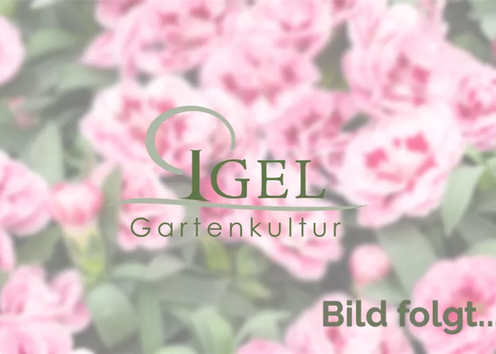 06.05. 2017 Bramscher Museum bietet Buntes zu Rosenhof on Tour