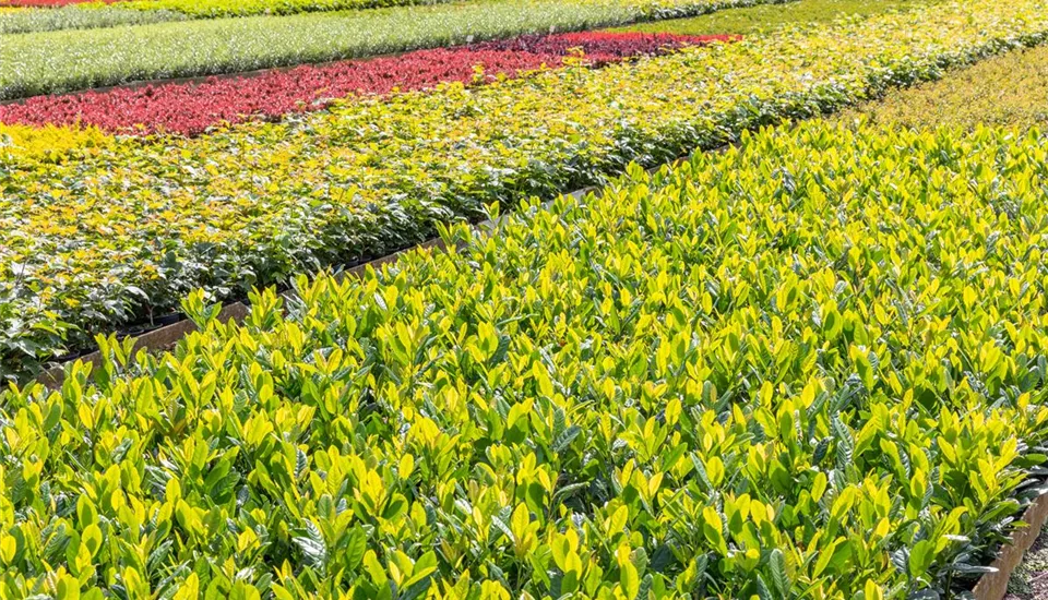 Pflanzen-Quatier in einer Baumschule (GS649903.jpg)