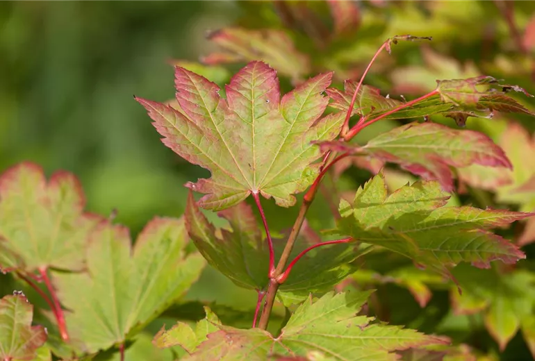 Acer japonicum 'Vitifolium'