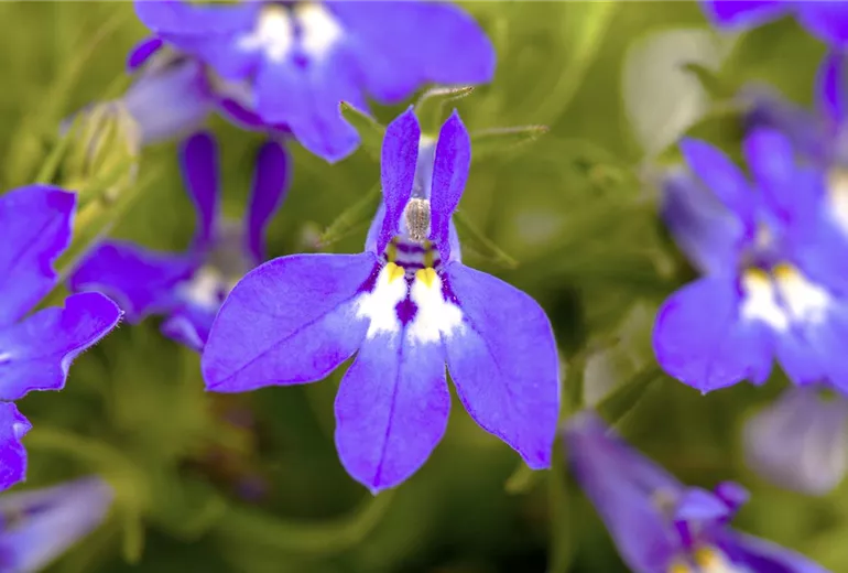 Lobelia erinus 'Summer Love'