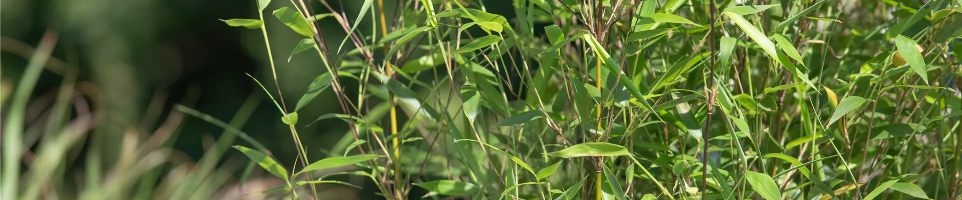 Pflanz- und Pflegeanleitungen - Igel Gartenkultur GbR