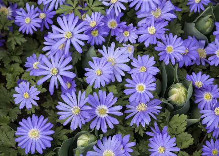 Anemonen – zarte Windröschen im Garten