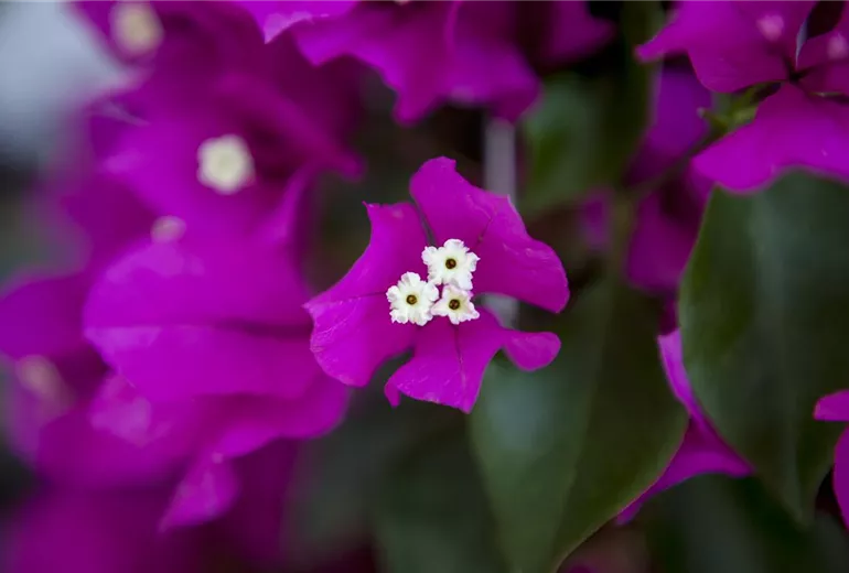 Bougainvillea