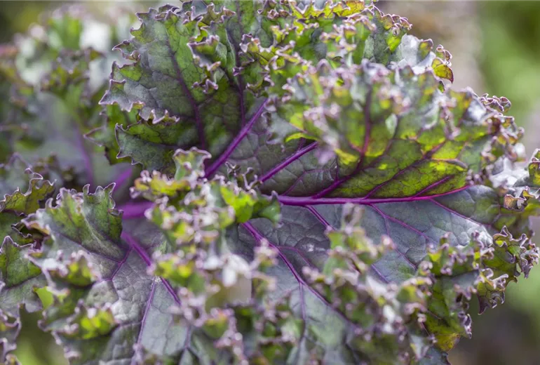 Brassica oleracea var. sabellica