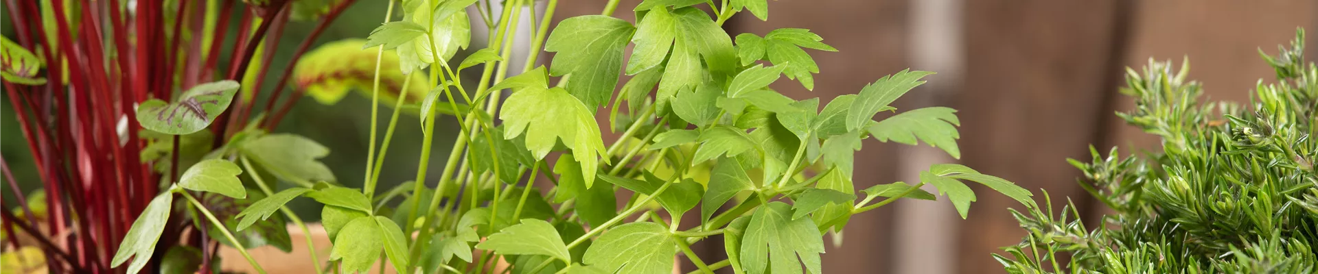 Ideen - Igel Gartenkultur GbR