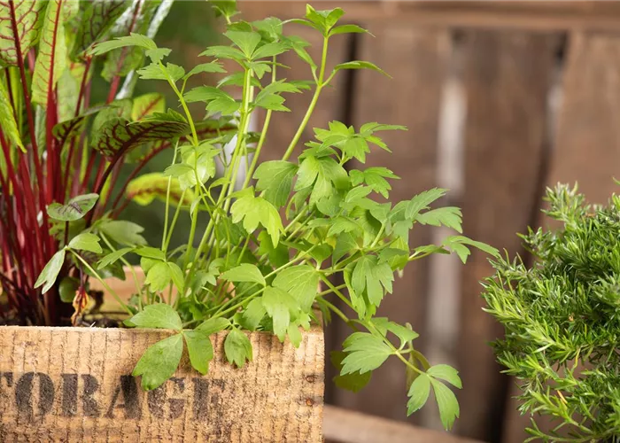 Mit Urban Gardening vom Balkon zur Kräuter-Oase