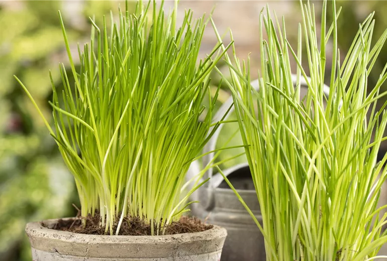 Allium schoenoprasum