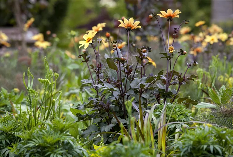 Dahlia 'Bishop of York'