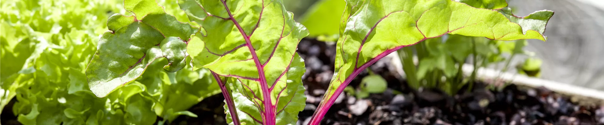 Beta vulgaris var. cicla