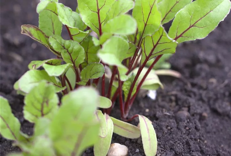 Beta vulgaris var. cicla 'Grüner Schnitt'