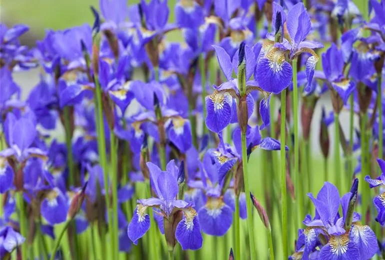 Iris