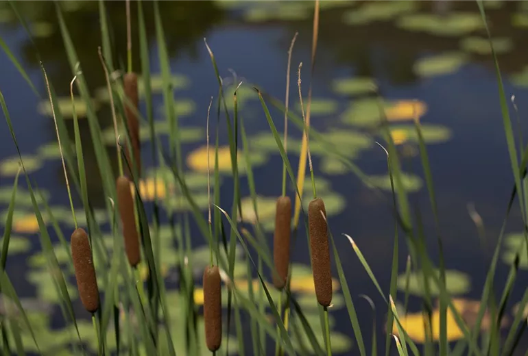 Typha angustifolia