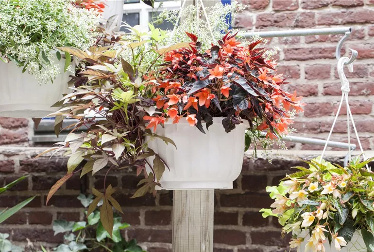 Begonia SUMMERWINGS™