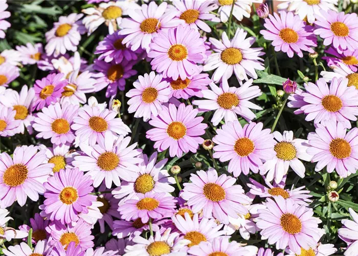 Das richtige Blumenbeet: eine Frage des Geschmacks