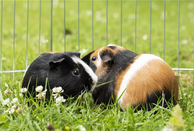 Meerschweinchen