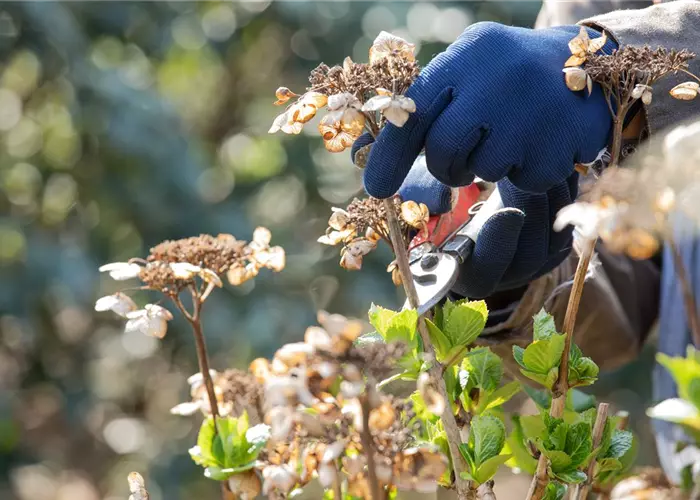 Alte Blütenstände machen Platz für neue Blüten