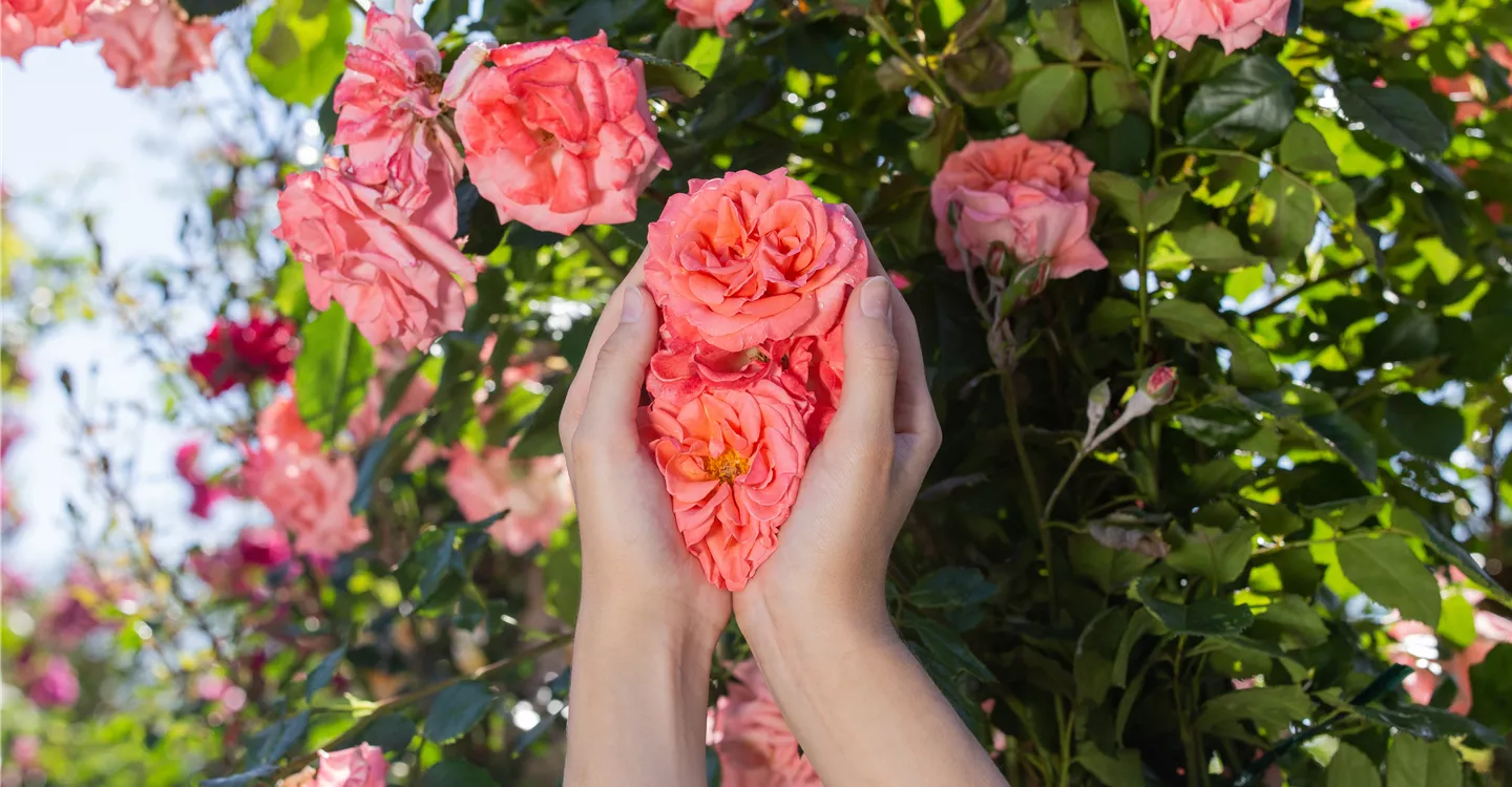 Rosen in Händen (GS621188.jpg)