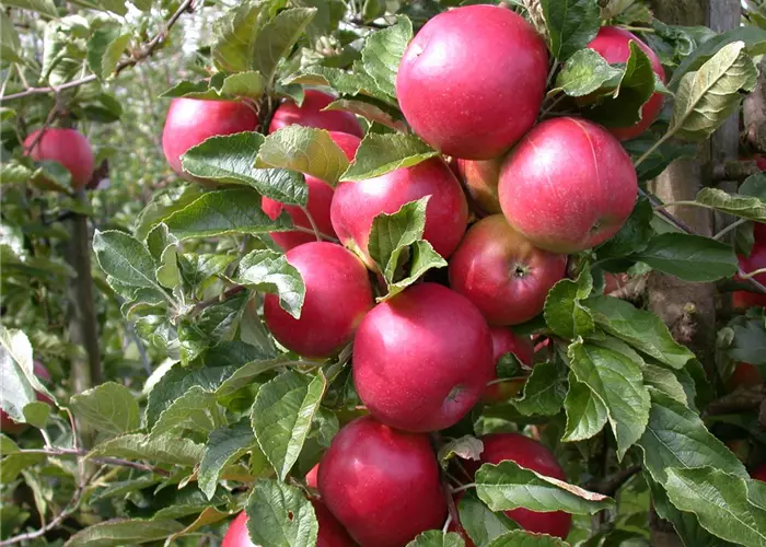 Obstbäume veredeln – frische neue Früchte