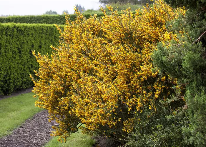 Ganz schön wild – Wildgehölze im Garten