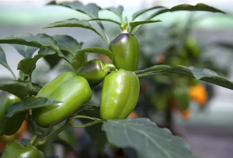 Capsicum annuum