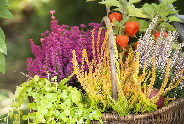 Calluna vulgaris