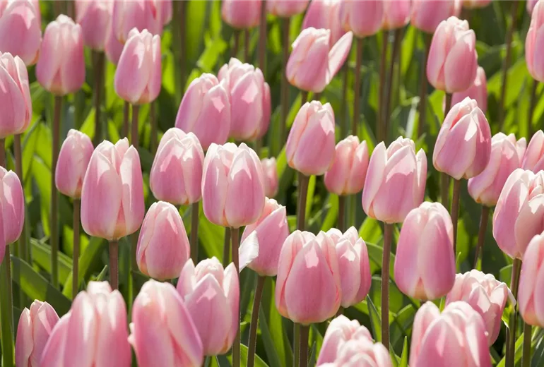 Tulipa Darwin Hybride