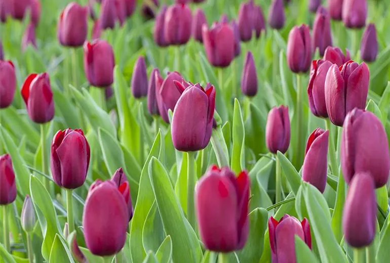 Tulipa 'National Velvet'