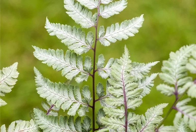 Athyrium niponicum var. pictum 'Silver Falls'