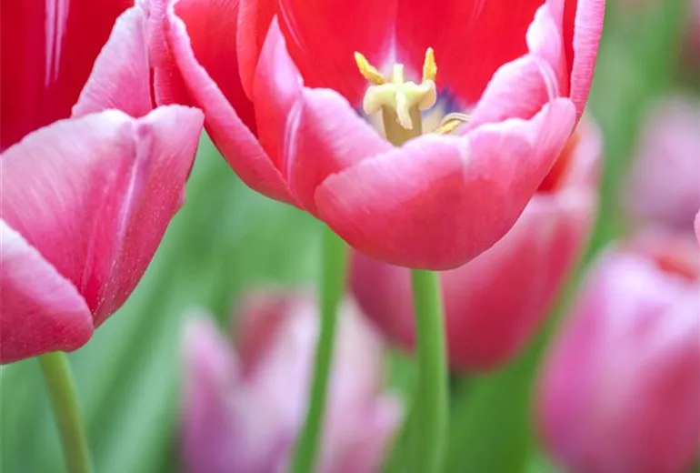 Tulipa