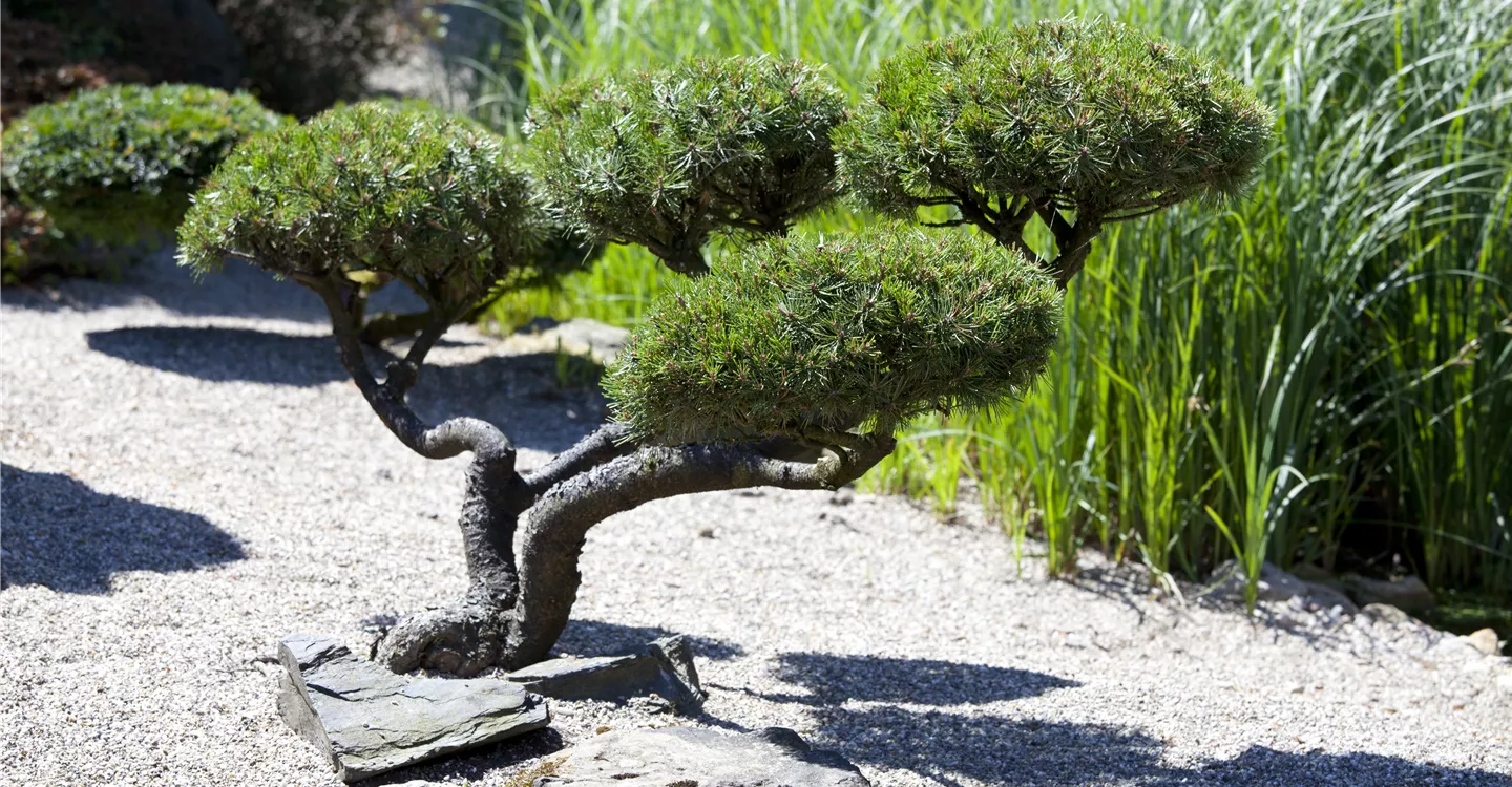 Taxus (GS428254.jpg)