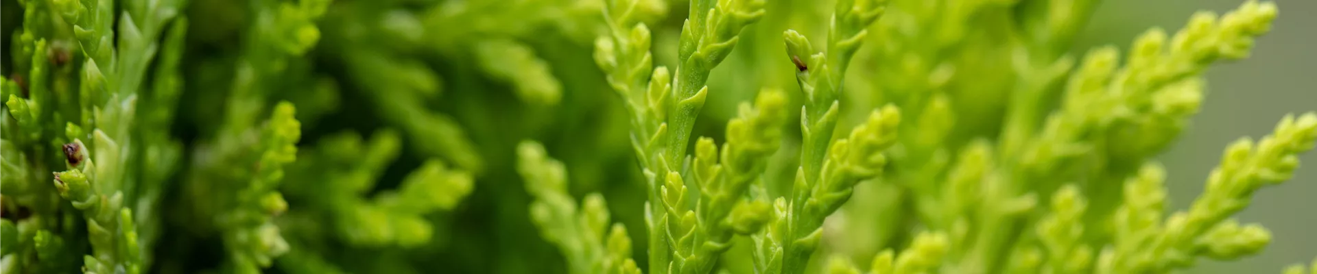 Chamaecyparis lawsoniana