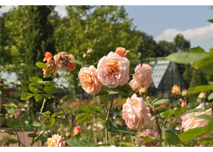 Garteschule Rosenschnitt am 7. März um 10 Uhr - es sind noch Plätze frei