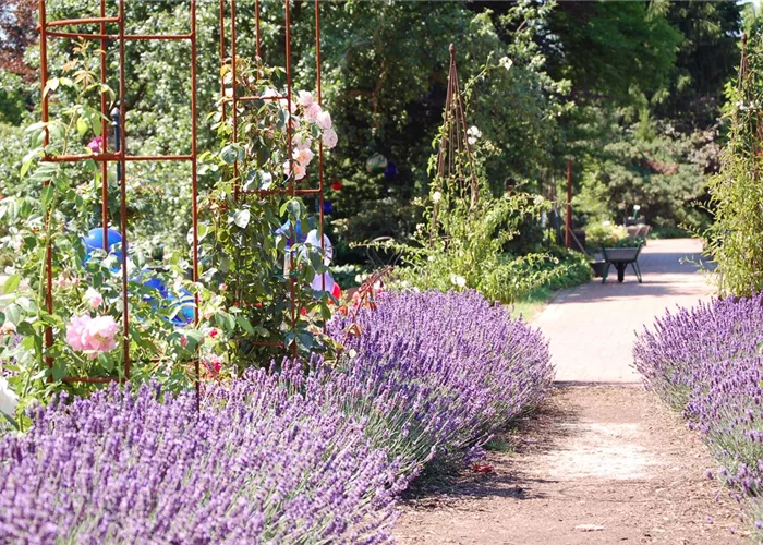 Von Traum zum Garten