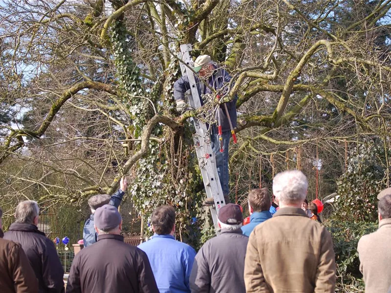 Gartenschule Obstbaumschnitt