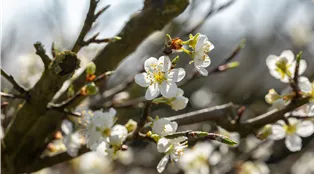 Prunus spinosa