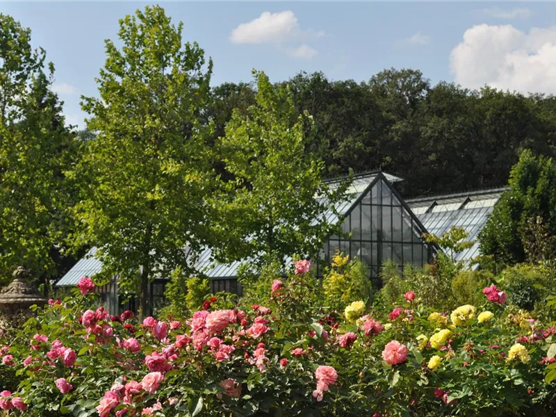 Gartenschule Rosenschnitt