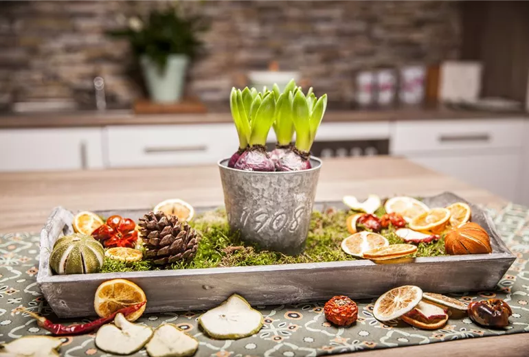 Hyacinthus orientalis