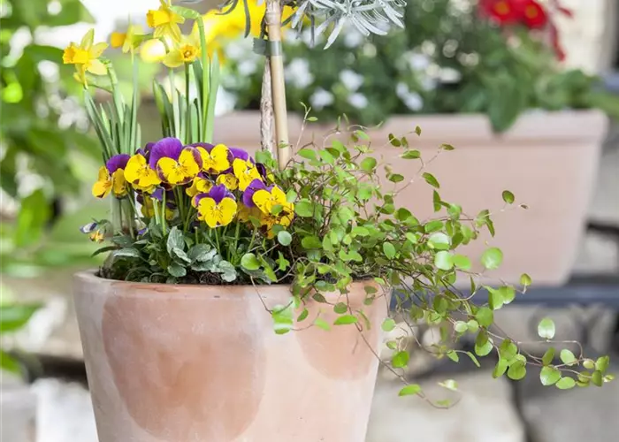 Blumenzwiebeln – einpflanzen in ein Gefäß